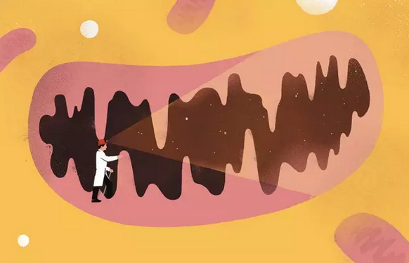 英国为“三亲婴儿”开绿灯，Nature新成果提高临床成功率